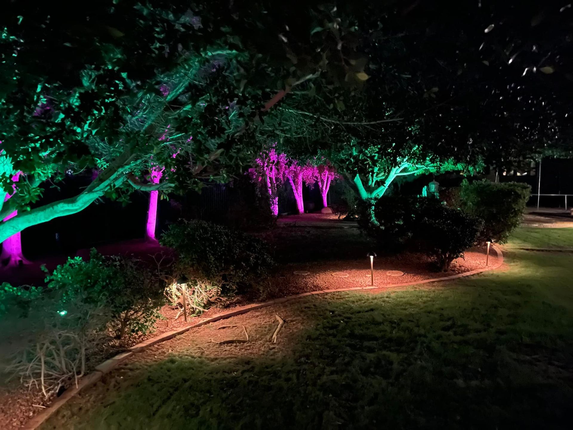 A row of trees are lit up with green and purple lights at night.