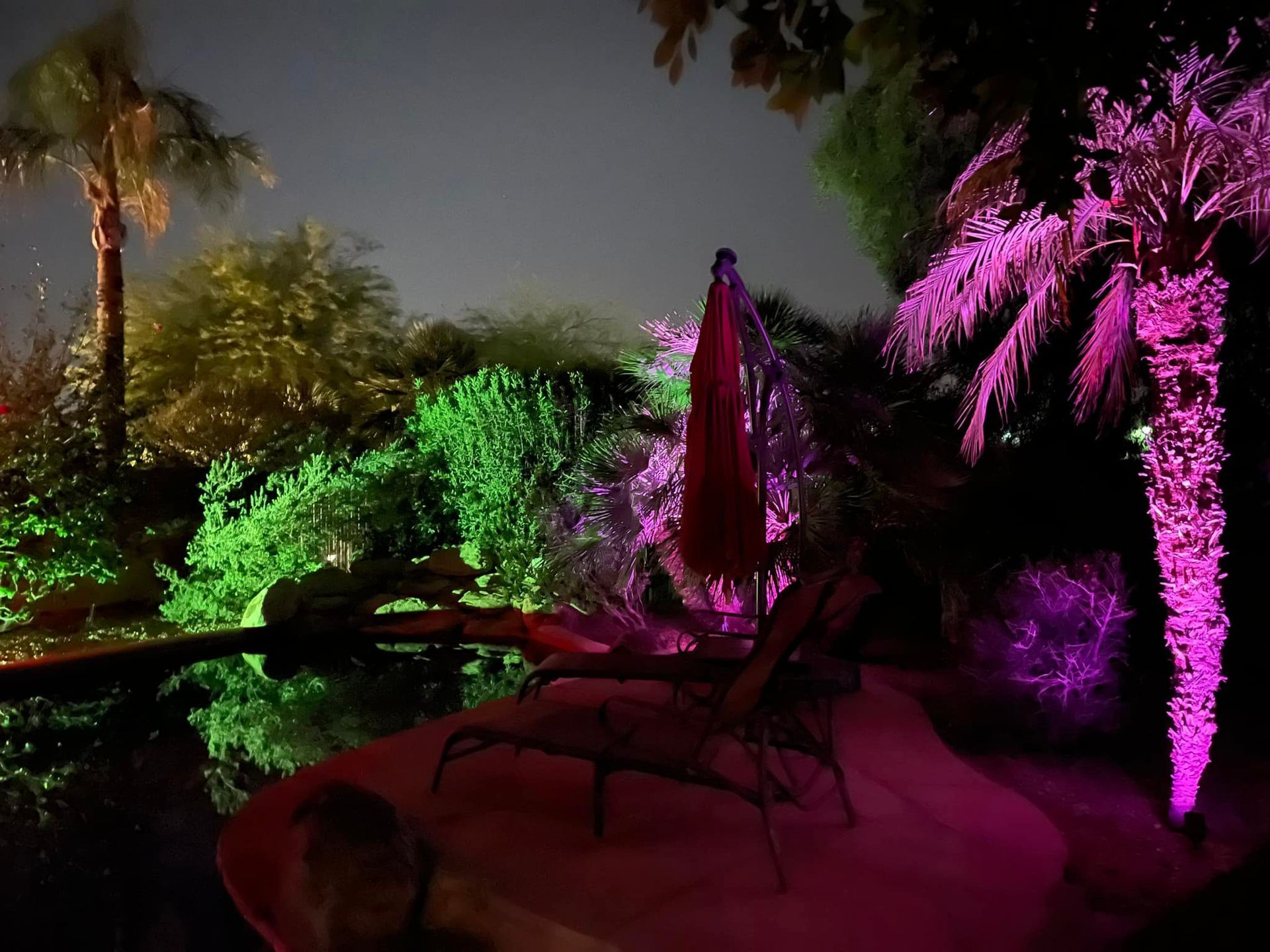 The trees are lit up with purple and green lights