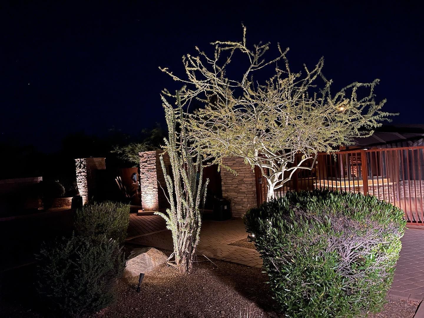 A cactus tree is lit up at night in front of a house.