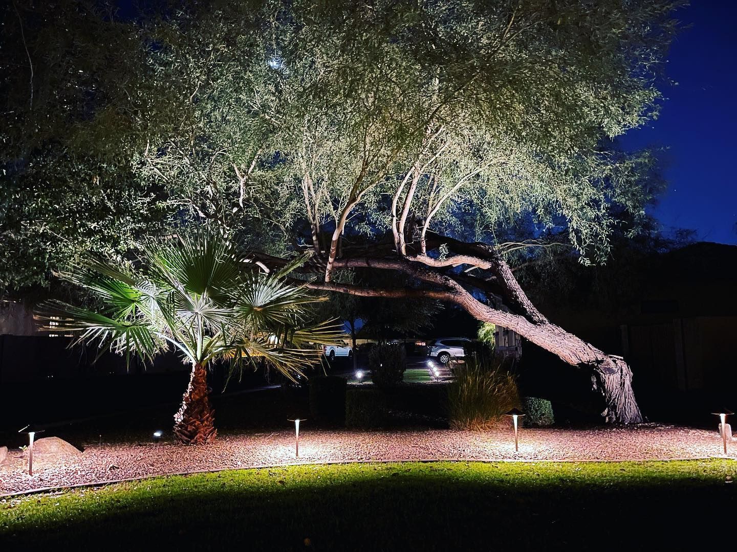 A tree is lit up at night in a backyard.