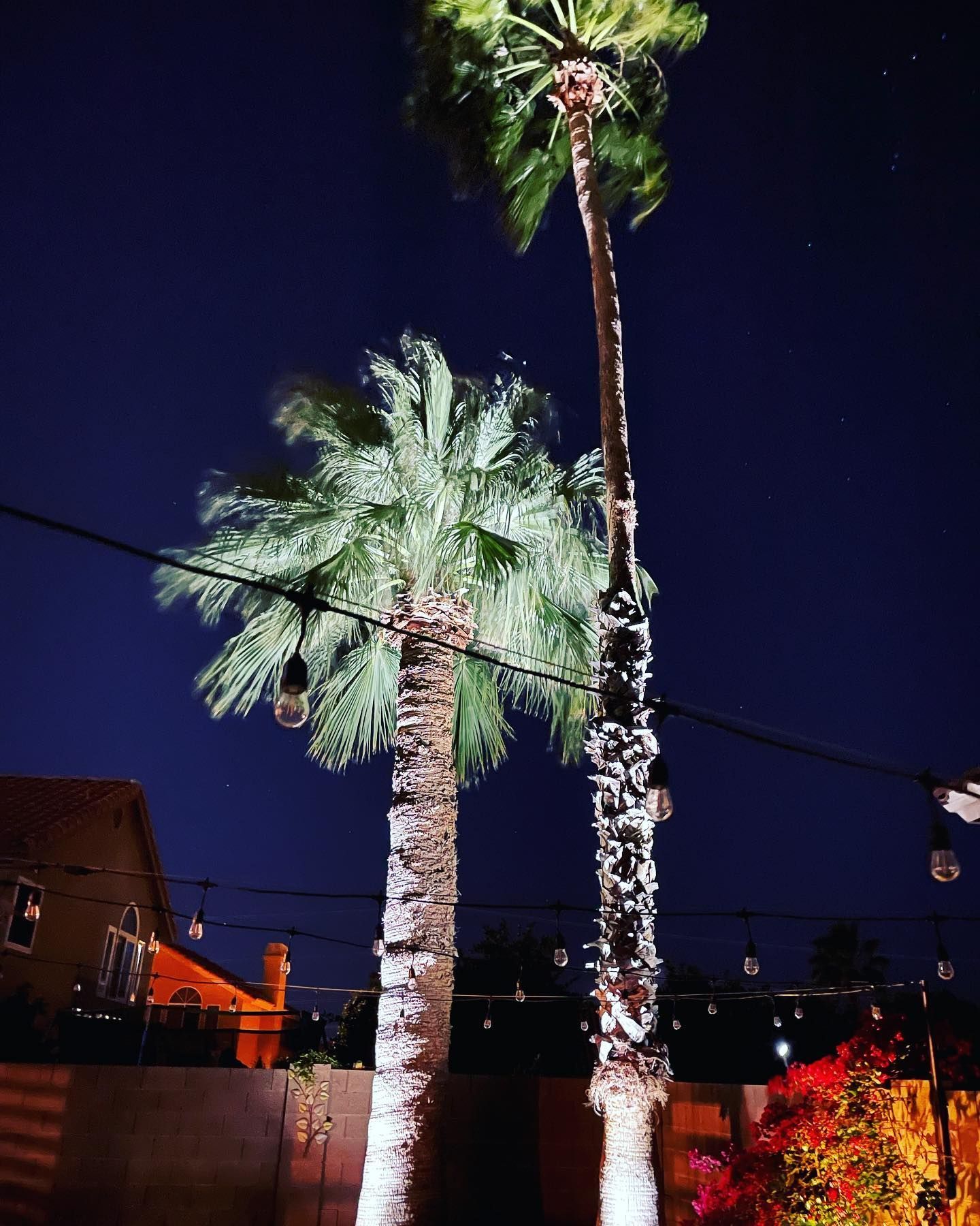 Two palm trees are lit up at night