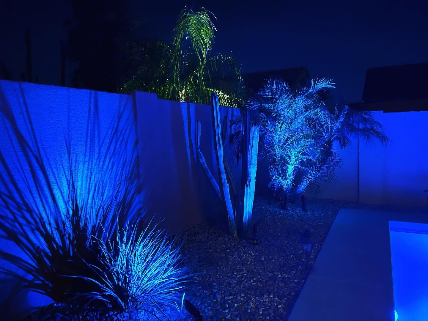 A fence and plants are lit up with blue lights at night.