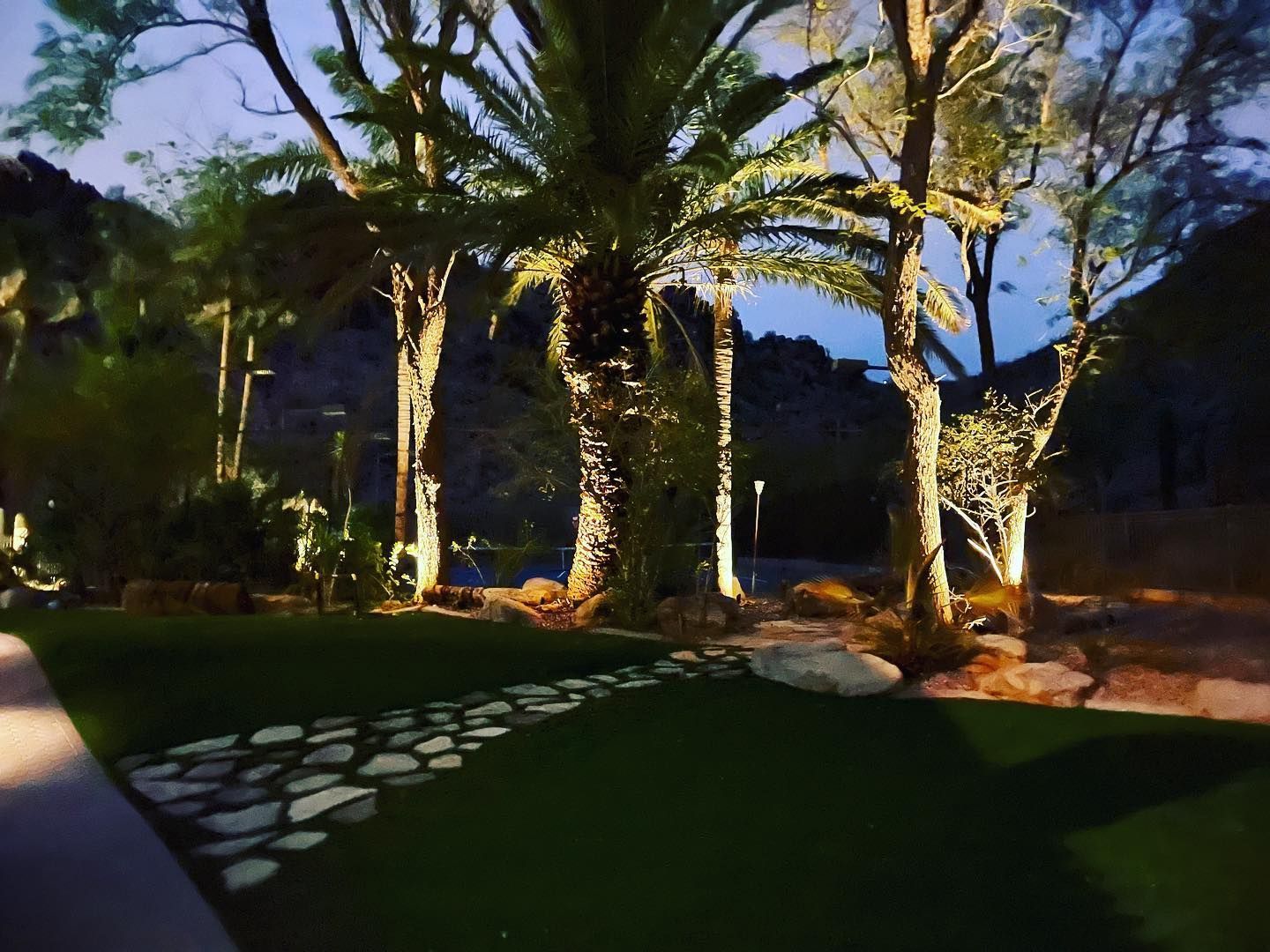 A group of palm trees are lit up at night