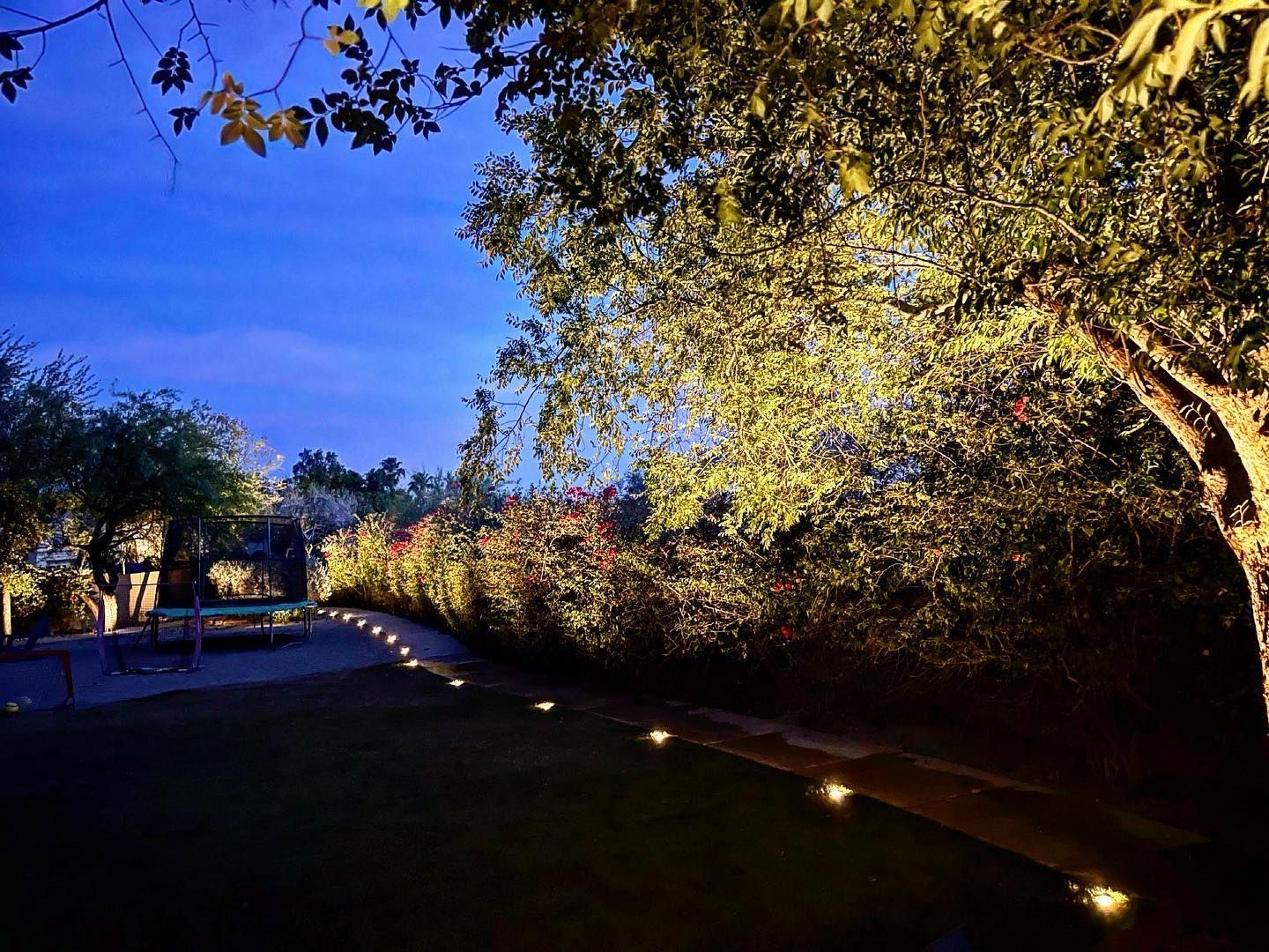 A path surrounded by trees and bushes is lit up at night.