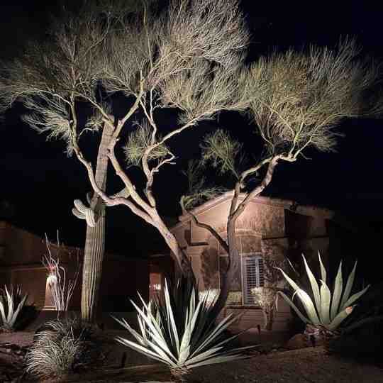 A house with a lot of trees and plants in front of it at night.