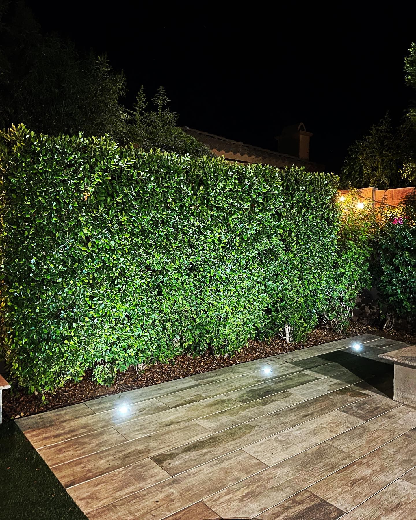 A hedge is lit up at night in a backyard.