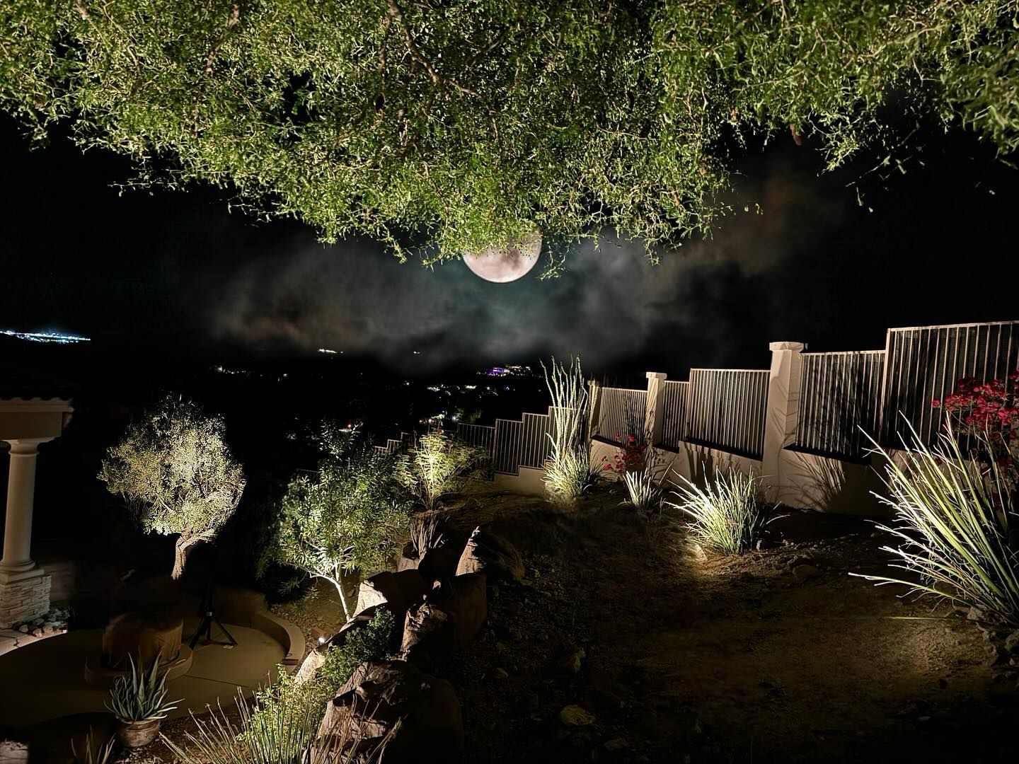 A full moon is visible through the branches of a tree at night.