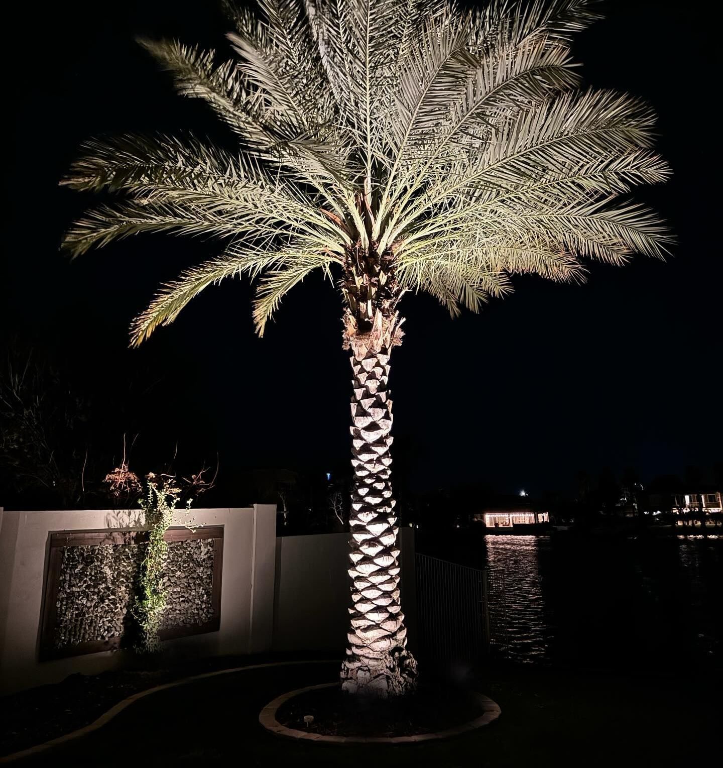 A palm tree is lit up at night in front of a body of water.