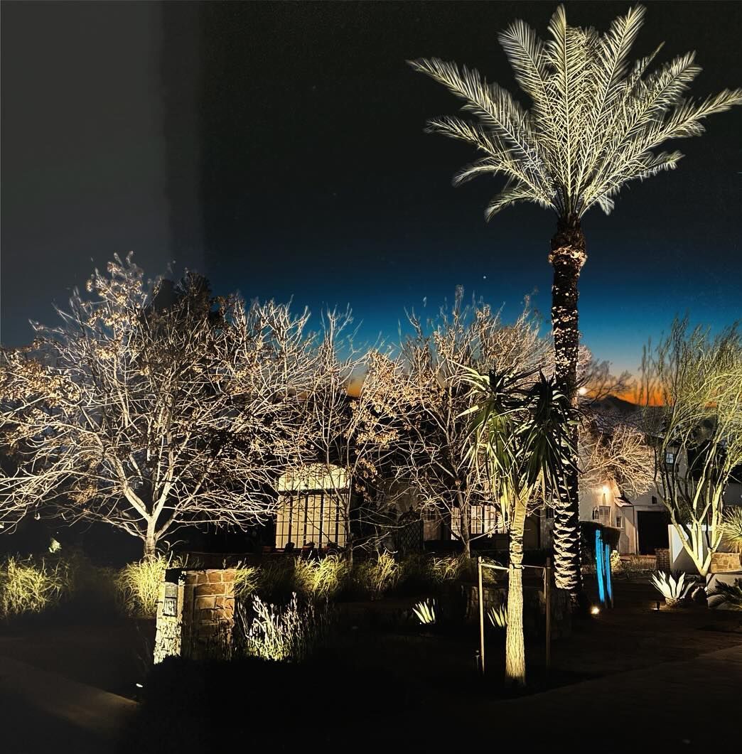A palm tree is lit up at night in a park