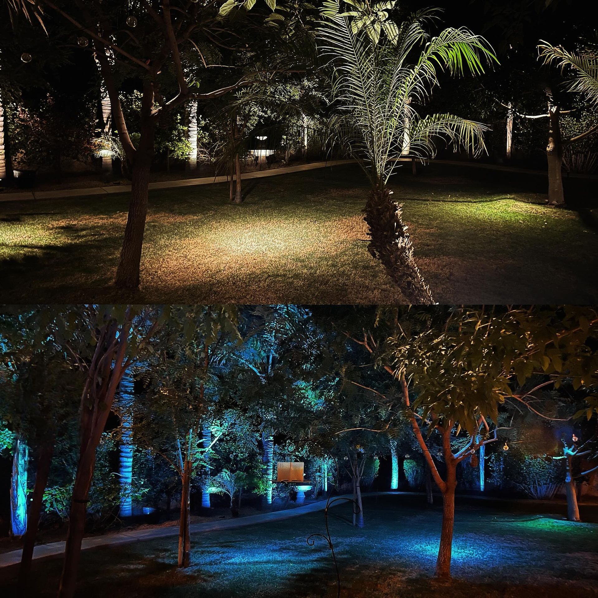 The trees are lit up with blue and green lights