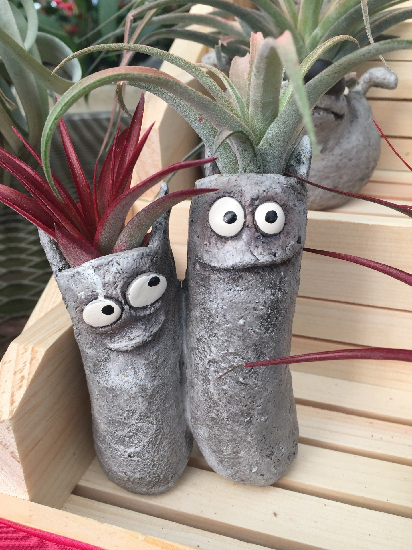 funny face plant containers