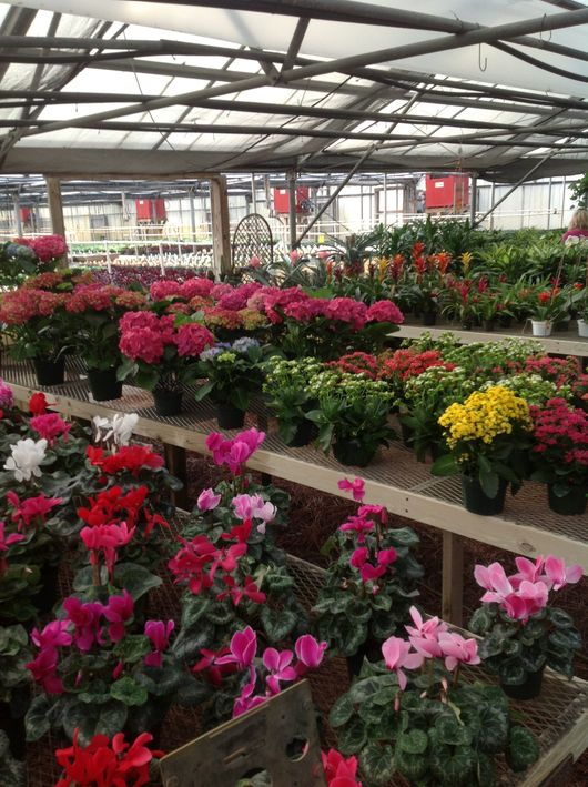 Plant Greenhouses Wilmington, NC Garden Center & Gift Shop