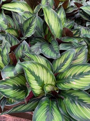 Plant Greenhouses Wilmington NC Garden Center Gift Shop