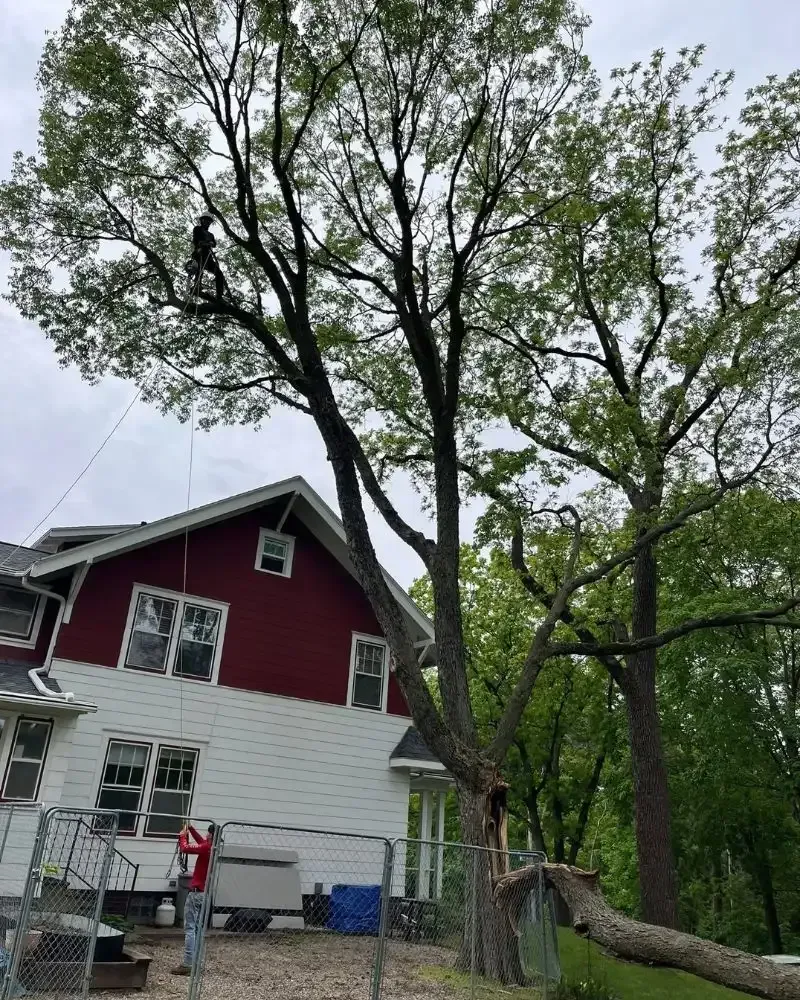 Before and after tree removal cleanup in Ames Iowa
