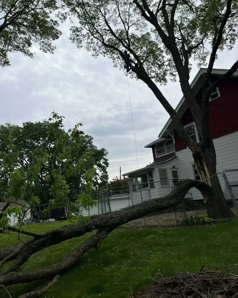 Dangerous tree takedown crew in Des Moines