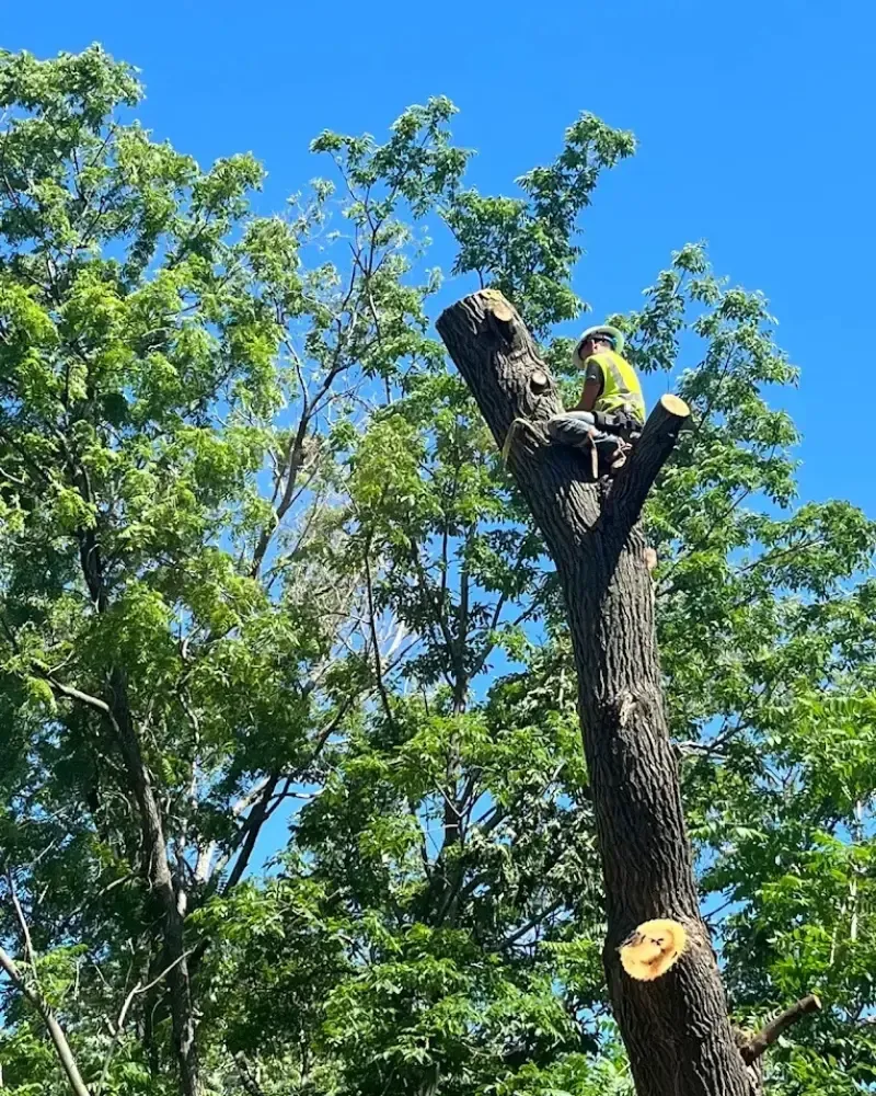 High climbing limb removal in Des Moines