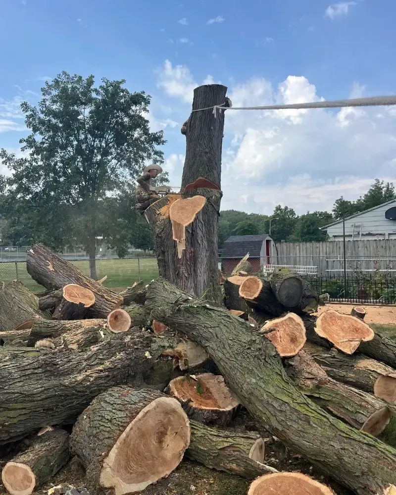 Large tree removal project in Des Moines, Iowa featuring controlled drop-zone cutting.