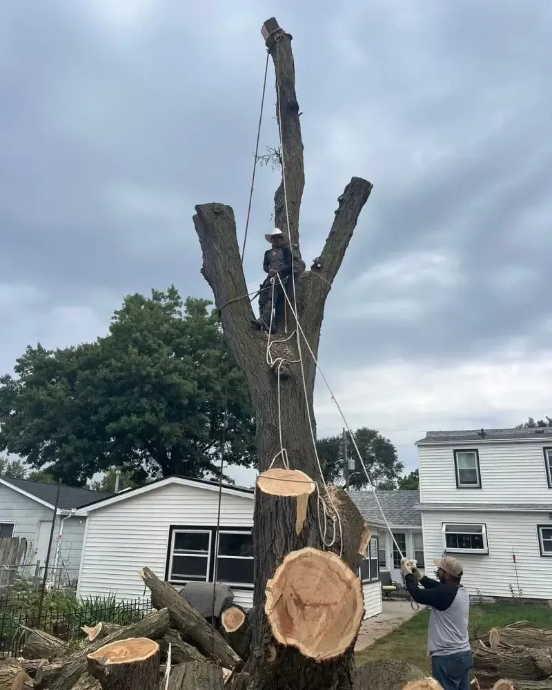 Large tree removal with top-down rigging and rope control in Des Moines, IA.