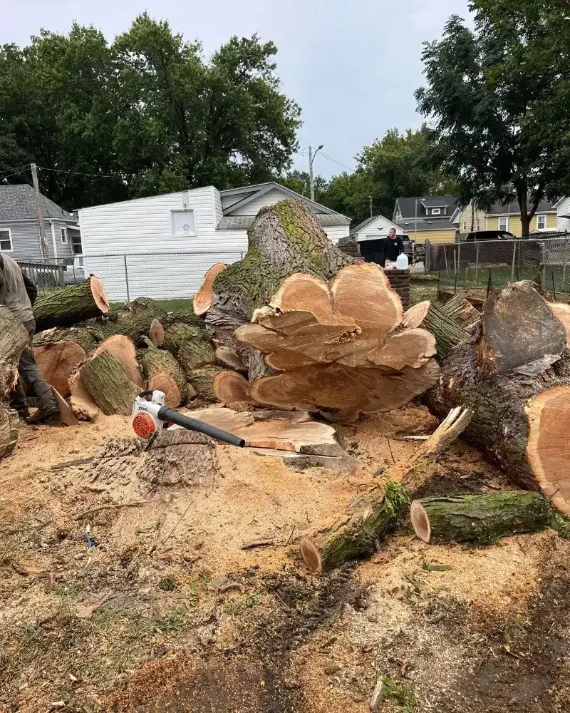 Massive tree log removed in Des Moines