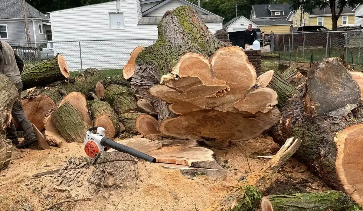 After Tree Trunk Removal