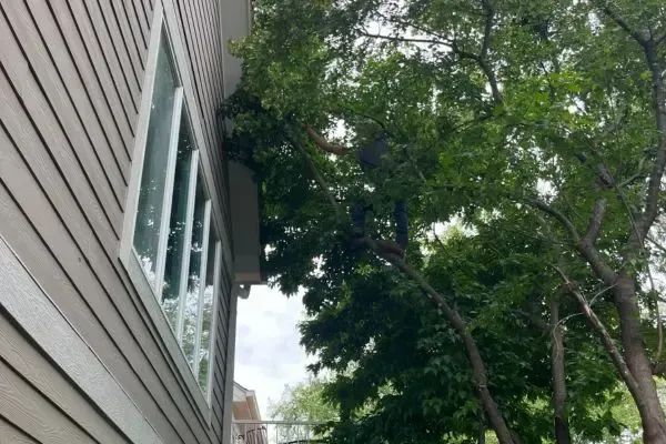 Tree removal in Des Moines