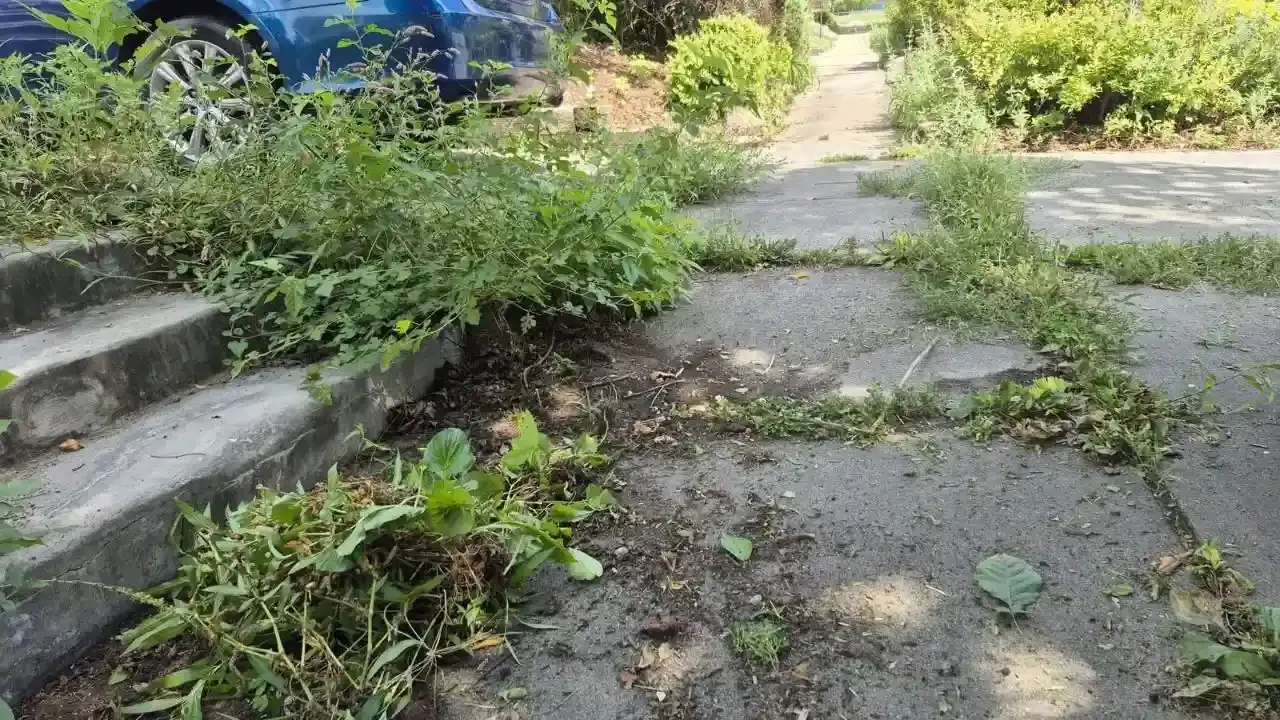 Overgrown yard cleanup in Des Moines