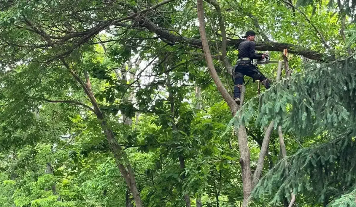 Tree worker cutting large branch from high in canopy in wooded Iowa area.