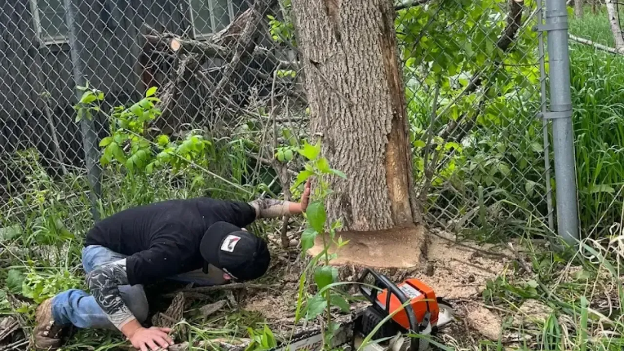 Precision tree felling in a Des Moines residential property with controlled directional cuts.