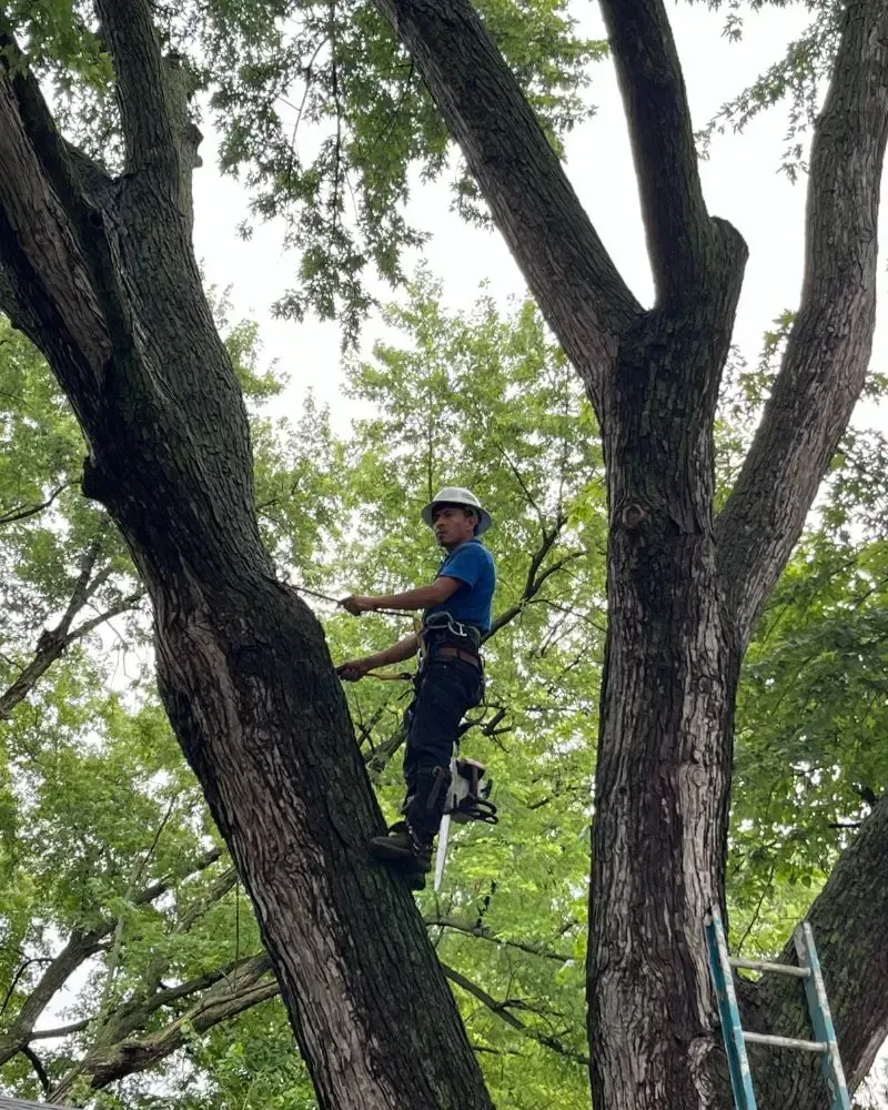 Tree trimming and takedown in Des Moines