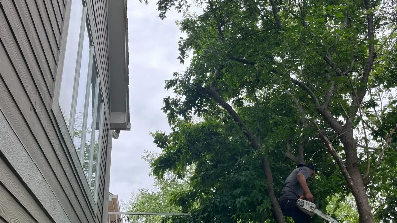 After tree trimming performed by professional tree climber in Des Moines