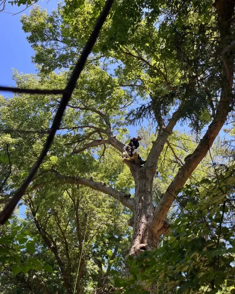 Tree climber trimming branches in Ames