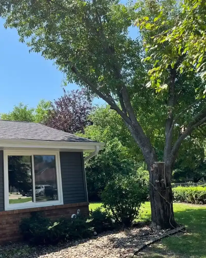 After: hazard tree removed in Ames Iowa, debris hauled off and yard cleaned