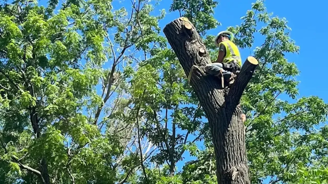 Tree climber performing top-cut removal on a tall tree in Des Moines — skilled rigging and safety.