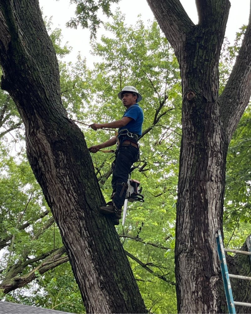 Tree service crew in Ames Iowa using safety gear and equipment during controlled work