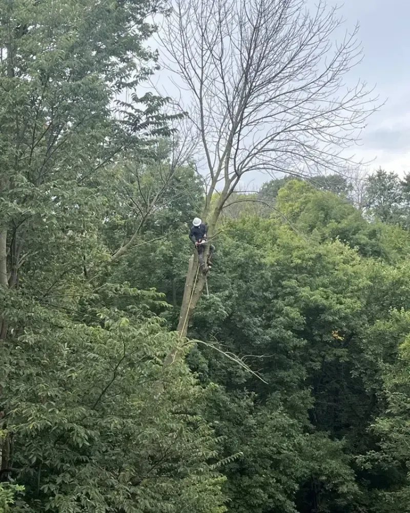 Climber cutting tall tree in Ames