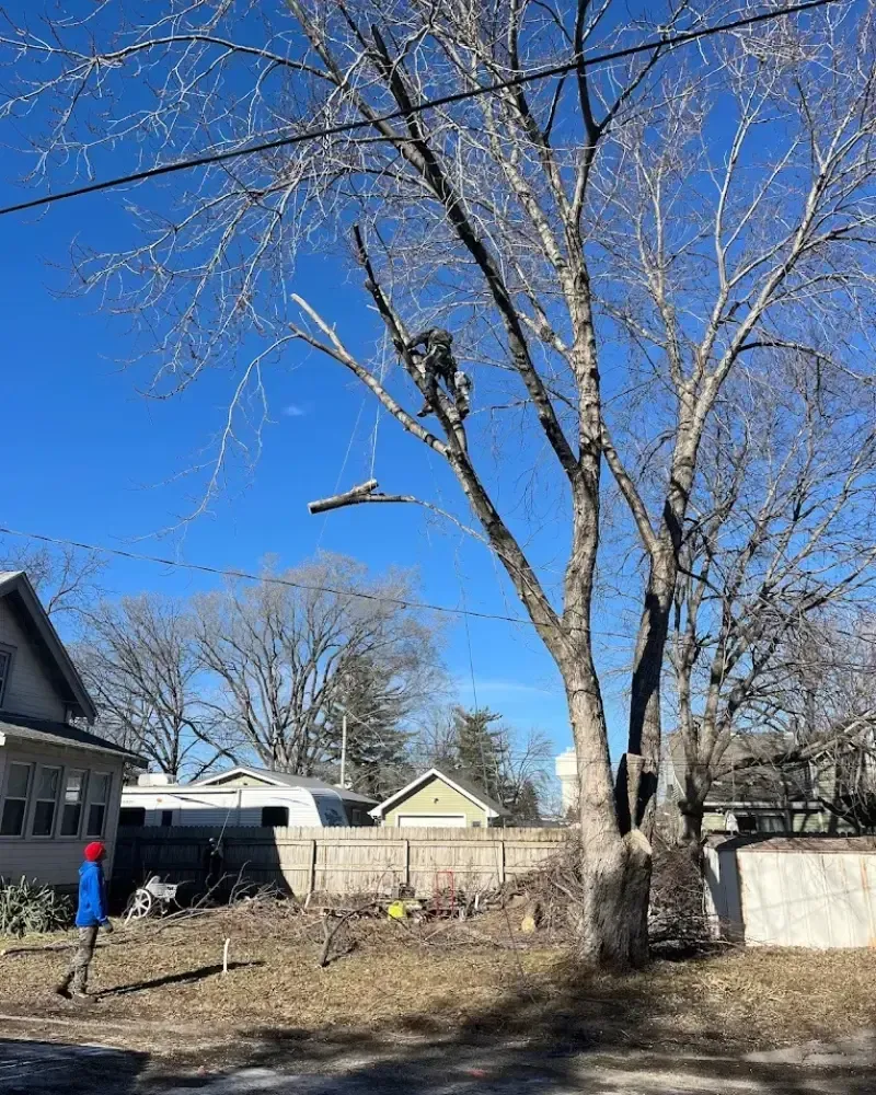 Limb rigging over home in Des Moines