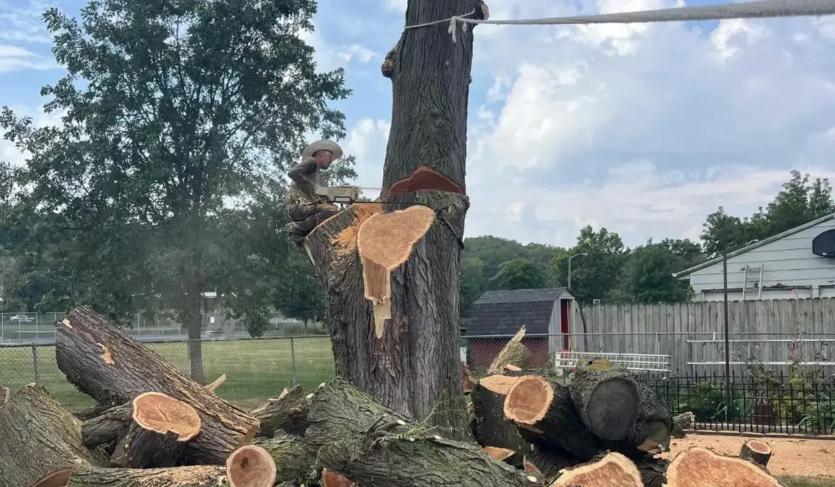 Before Tree Removal