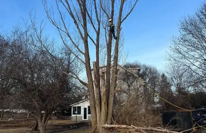 Bare residential tree prepared for winter trimming in Ankeny, Iowa under clear blue sky