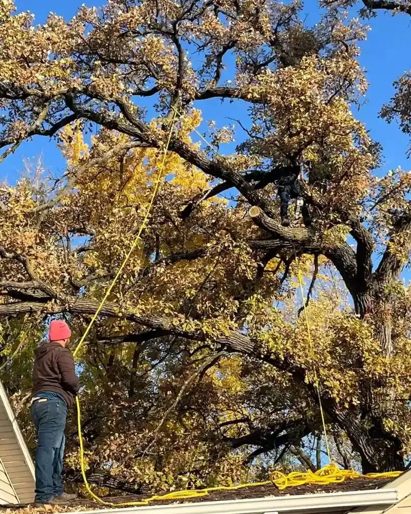 Tree rigging over a roof during hazardous limb removal in Des Moines — controlled lowering.