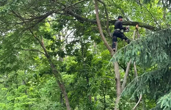 Tree worker cutting large branch from high in canopy in wooded Iowa area.