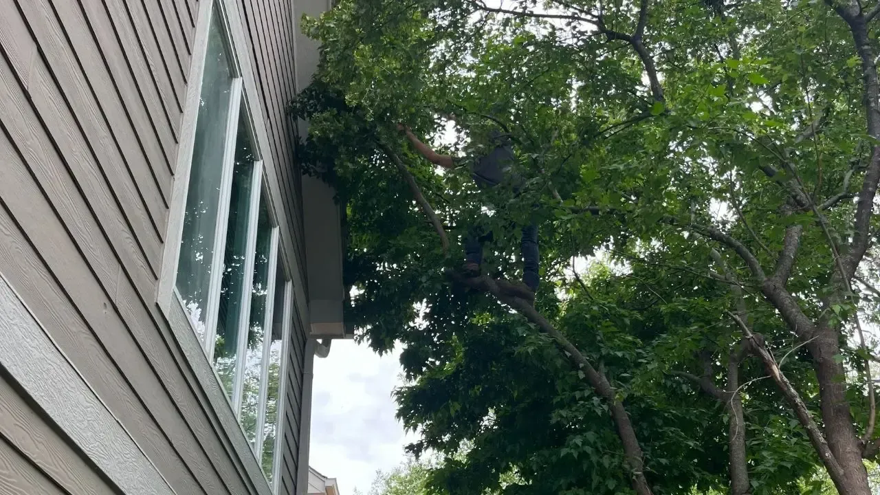 Tree Removal and Trimming Services for Homeowners in Ames Iowa