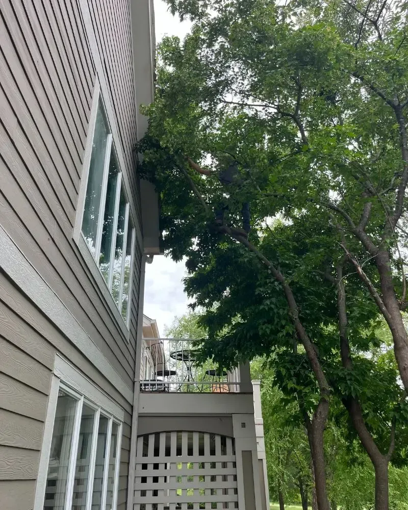 Controlled tree work near a house in Ames Iowa using rigging to protect the structure