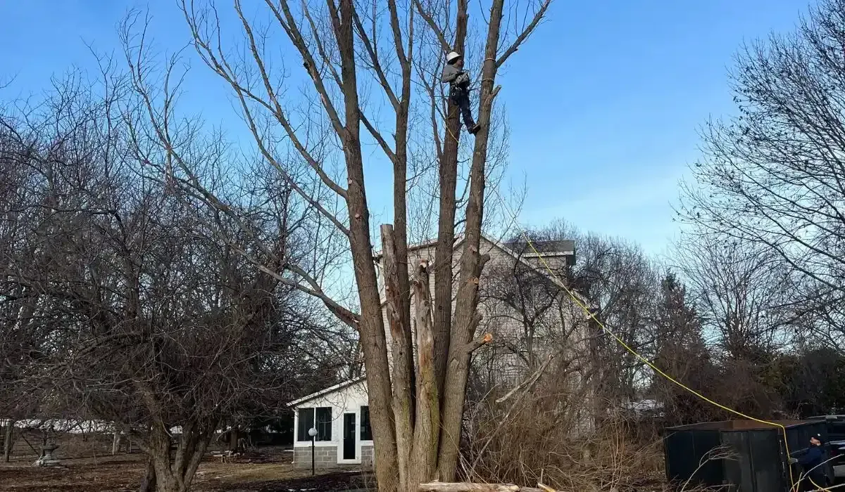 leafless trees in a residential area being prepped for winter trimming in Iowa, for spring growth.