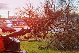 Storm Damage Trees — Arvada, CO — High Prairie Tree & Shrub, Inc.