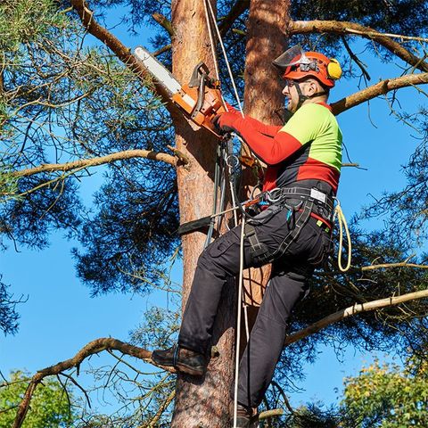 A Man Cutting the Branches Above the Tree — Arvada, CO — High Prairie Tree & Shrub, Inc.
