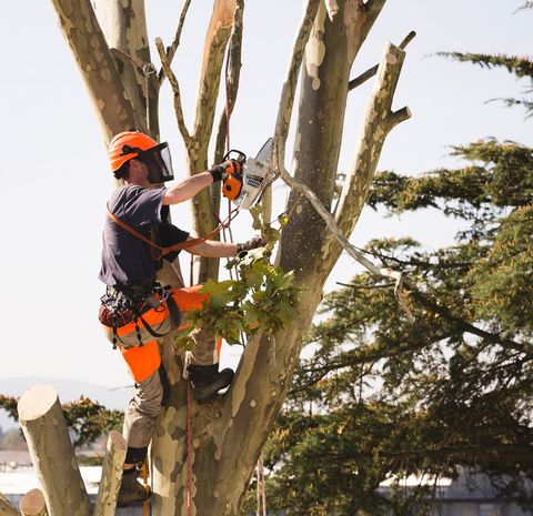 Man Cutting Large Tree — Mt Prospect, IL — Roy’s Tree Service