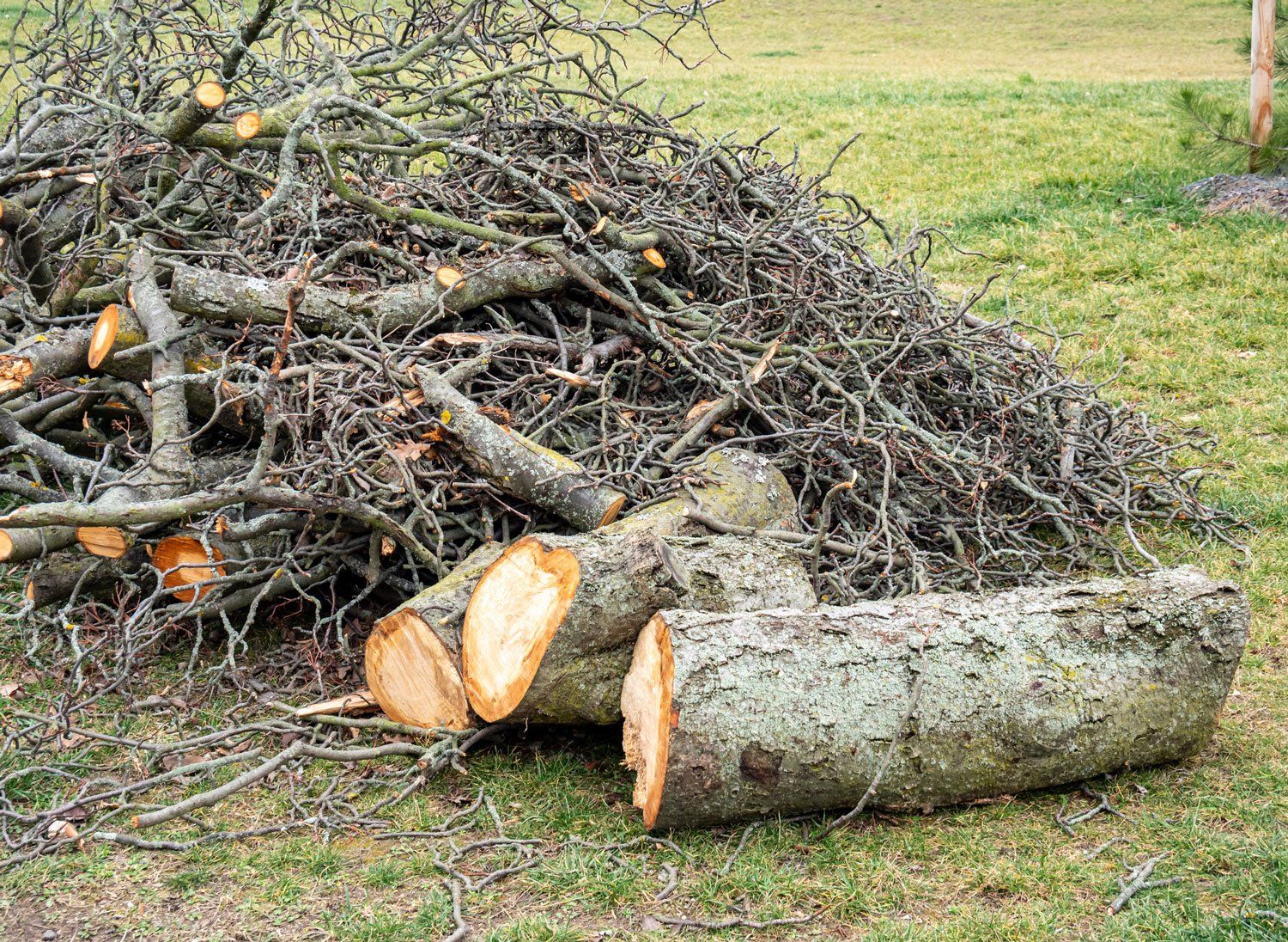 Fallen Tree Branches — Mt Prospect, IL — Roy’s Tree Service