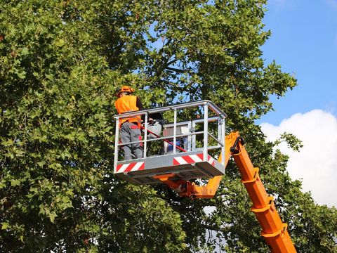 Tree Cutting — Mt Prospect, IL — Roy’s Tree Service