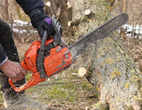 Cutting Fallen Tree — Mt Prospect, IL — Roy’s Tree Service