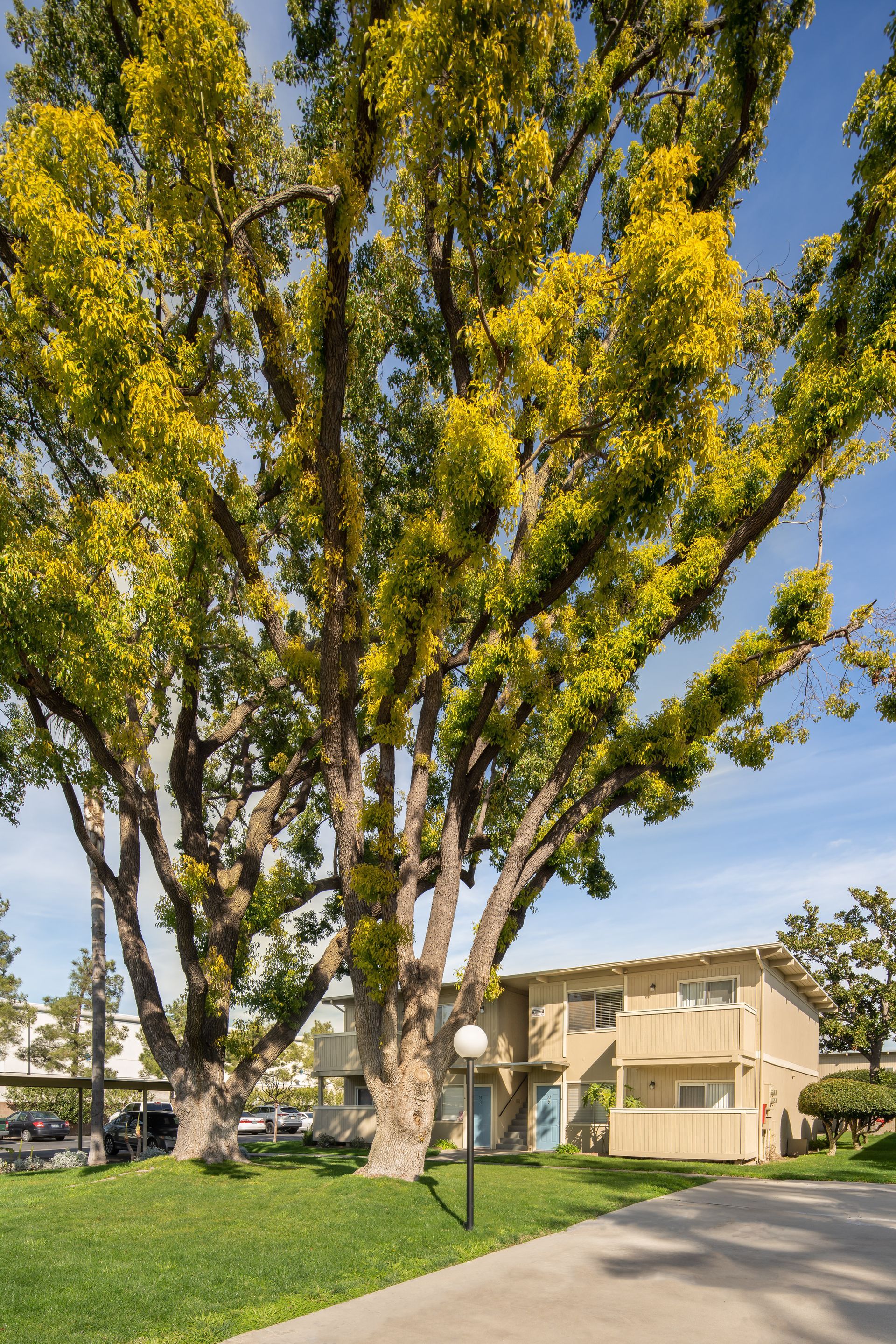 Large tree with yellow leaves in front of two-story tan apartment buildings, green lawn, blue sky.